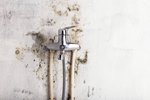 Best Preventive Mold Services in Buckhall, VA