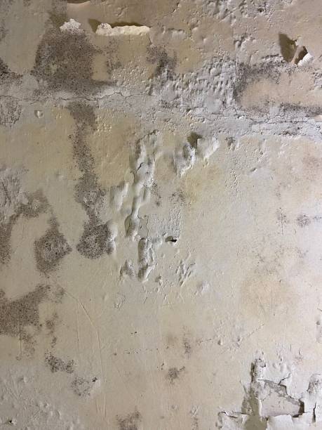 Buckhall, VA Mold Remediation Company