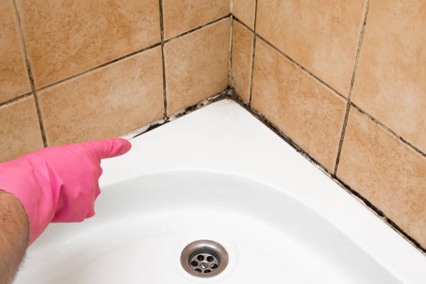 Best Insurance-Related Mold Remediation in Buckhall, VA